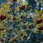 Sorbus scopulina Elinympäristö