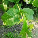 Silphium perfoliatum Yaprak