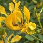 Cassia abbreviata Fleur