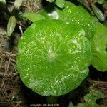 Hydrocotyle americana 葉