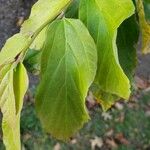 Hamamelis virginiana Blad