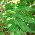 Cirsium alsophilum Leaf