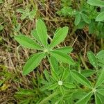 Lupinus texensis Ліст