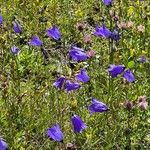 Campanula scheuchzeri Flower