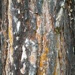 Pinus nigra Bark