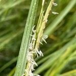 Sporobolus alterniflorus Fruit