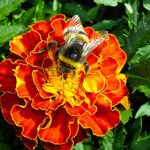 Tagetes erecta 花