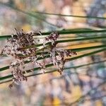 Juncus effususപുഷ്പം