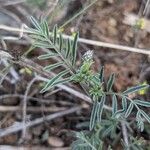 Astragalus schmolliae Blomma