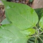 Solanum chenopodioides Foglia