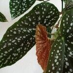 Begonia maculata Lehti