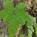 Pueraria montana Feuille