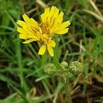 Sonchus tenerrimus Квітка