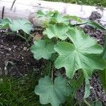 Alchemilla subcrenata Φύλλο