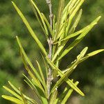 Malpighia linearis Hoja