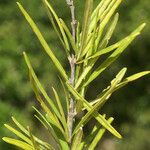 Malpighia linearis Leaf