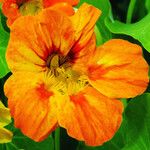 Tropaeolum majus Virág