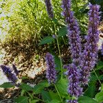 Agastache rugosa Λουλούδι