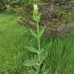 Gentiana lutea অভ্যাস