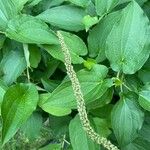 Saururus cernuus Fruit