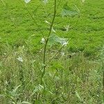 Atriplex micrantha 整株植物