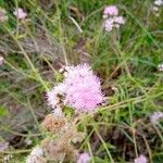 Conoclinium coelestinum Flower
