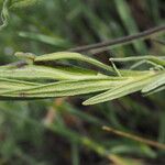 Lavandula pedunculata Blatt