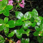 Rhododendron simsii Liść