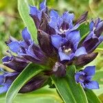 Gentiana cruciataBlodyn