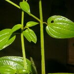 Arthrostemma ciliatum Blad