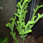 Crassula muscosa List