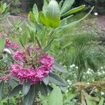 Kalmia angustifolia 花
