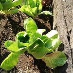 Lactuca sativaList