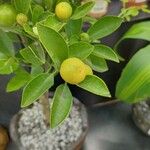 Citrus sinensis Leaf