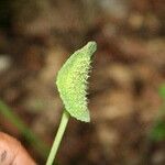 Dorstenia contrajerva Sonstige