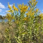 Solidago altissimaFlower