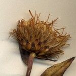 Pentanema salicinum Flower