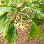 Acer buergerianum फल