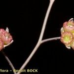 Omphalodes linifolia Ffrwyth