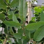 Corymbia citriodora List