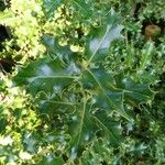 Ilex aquifoliumFeuille