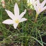 Zephyranthes candida Hábito