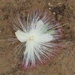 Barringtonia asiatica Λουλούδι