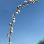 Sesamoides purpurascens 花