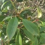 Photinia serratifolia Leaf