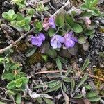 Viola rupestris Virág