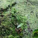 Veronica americana Habitat