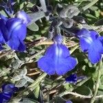 Salvia chamaedryoides Fleur