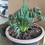 Albuca spiralis Folha