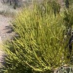 Ephedra viridis Leaf